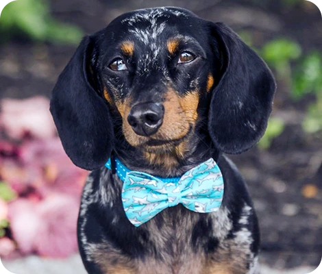 Frank the Dachshund