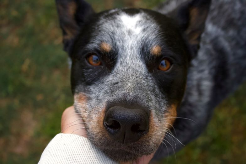 Australian Cattle Dog resting its face in human hand.