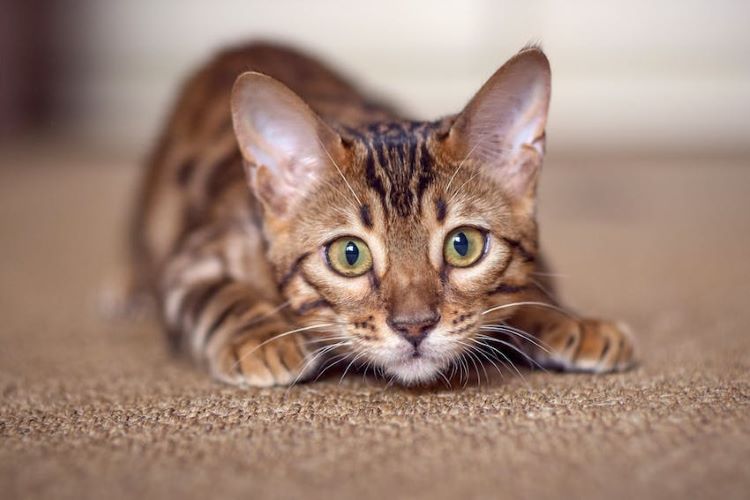 Close up of a Bengal cat kitten on a woven rug getting ready to pounce