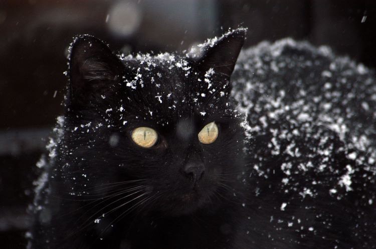 A black cat with yellow eyes in the winter snow, a seasonal danger to pets.