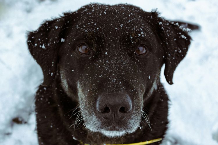 An older brown dog sitting outdoors in the winter cold with wet snow on his face.