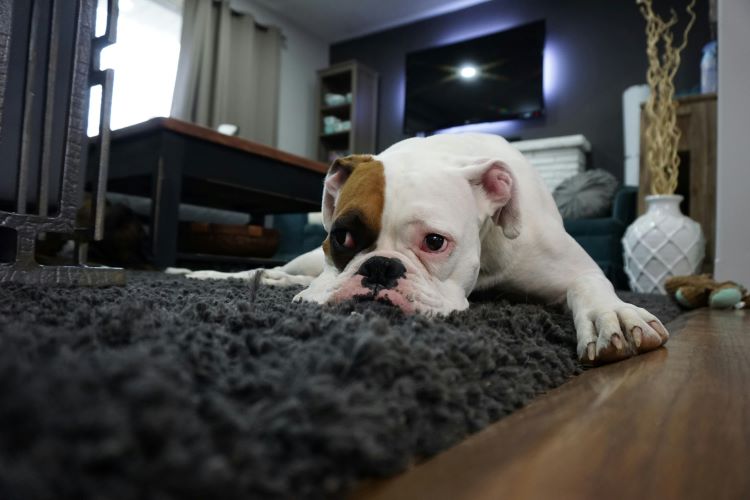 A sick looking bulldog laying on a carpet in a living room.