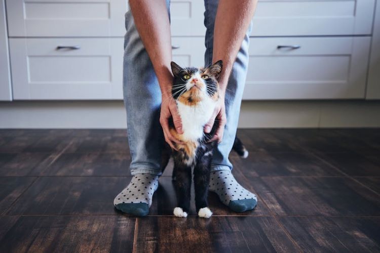 A calico cat stands in between the legs of a pet owner looking up.