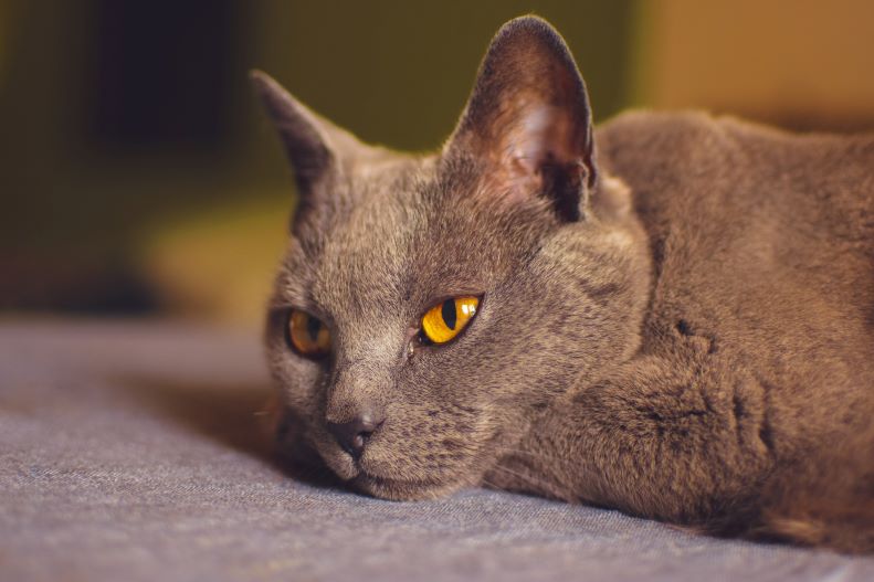 Charteux cat laying with yellow eyes.