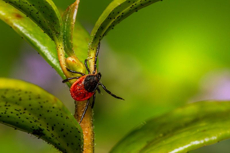 Deer ticks can carry Lyme disease.