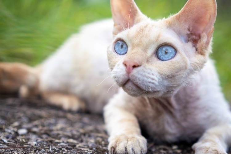 cat resting outdoors
