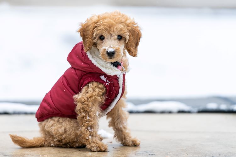 Small dog sitting outside wearing a red dog snow jacket.