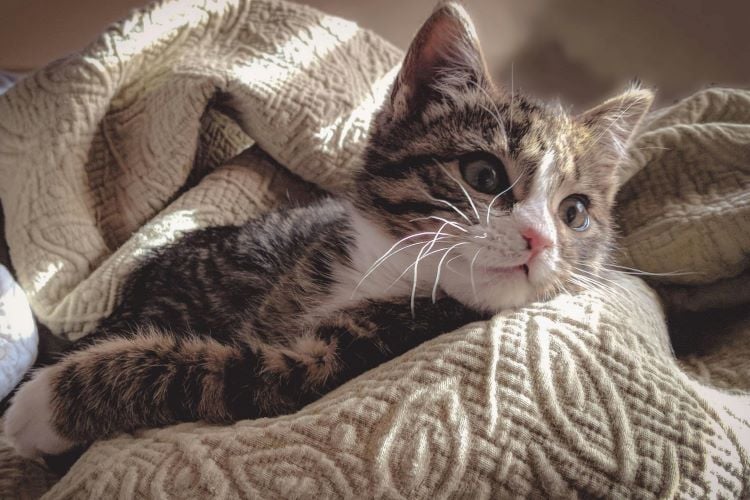 A Domestic Medium Hair kitten showing signs of longer fur curled up in a gray blanket.