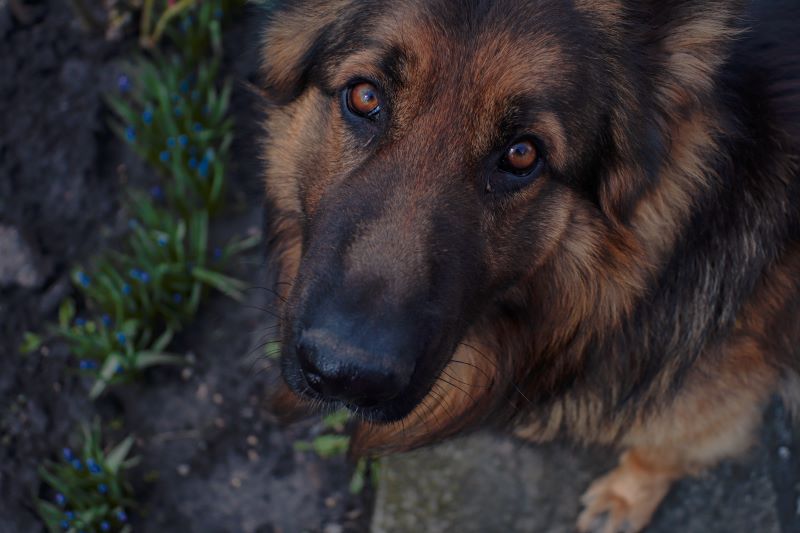 German shepherd looking up outdoors.