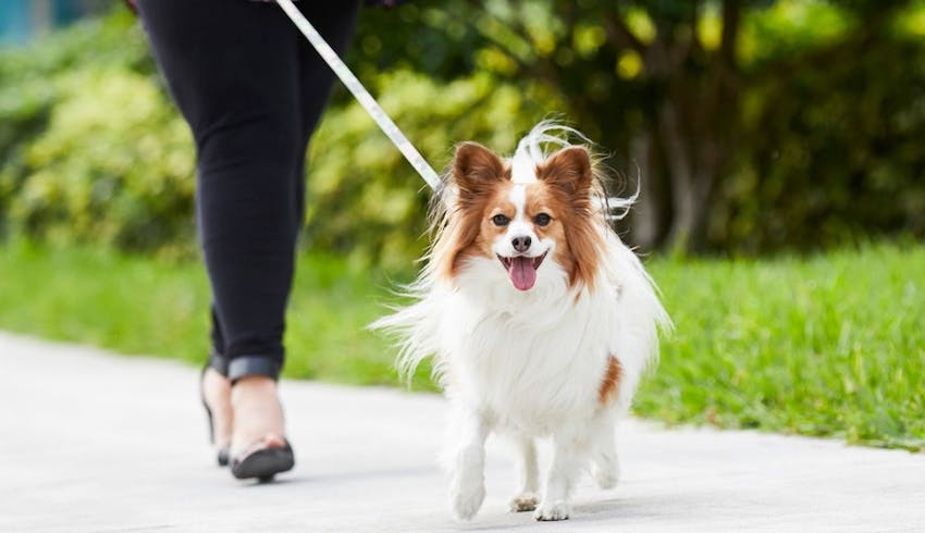 Papillon ESA dog walking on a leash outdoors.