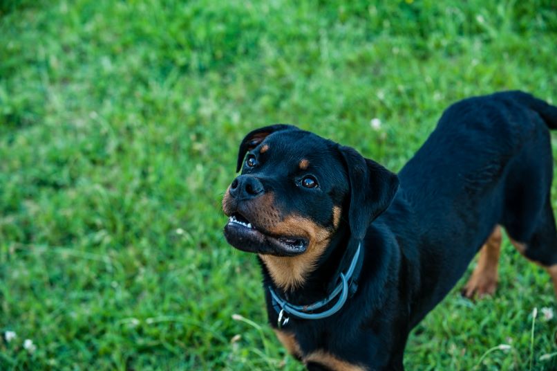 Rottweiler puppy ready for dog training looking up from green grass.