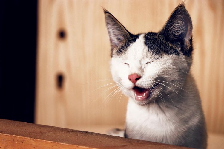 A shorthair cat yowling with its eyes shut.