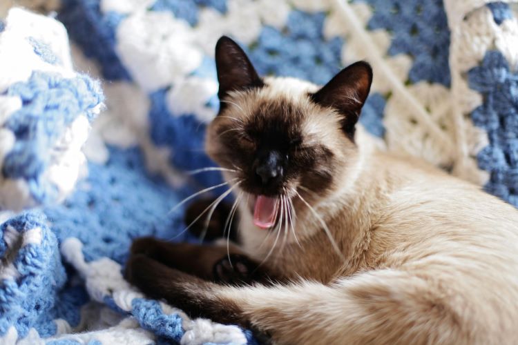 A Siamese cat yawning and laying on a ble and white woven blanket.