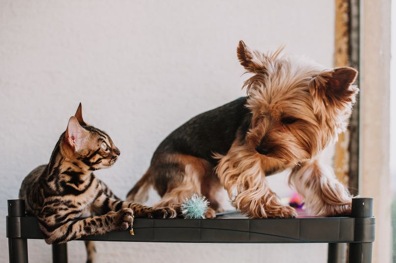 A small dog and a cat on a shelf looking at each other.