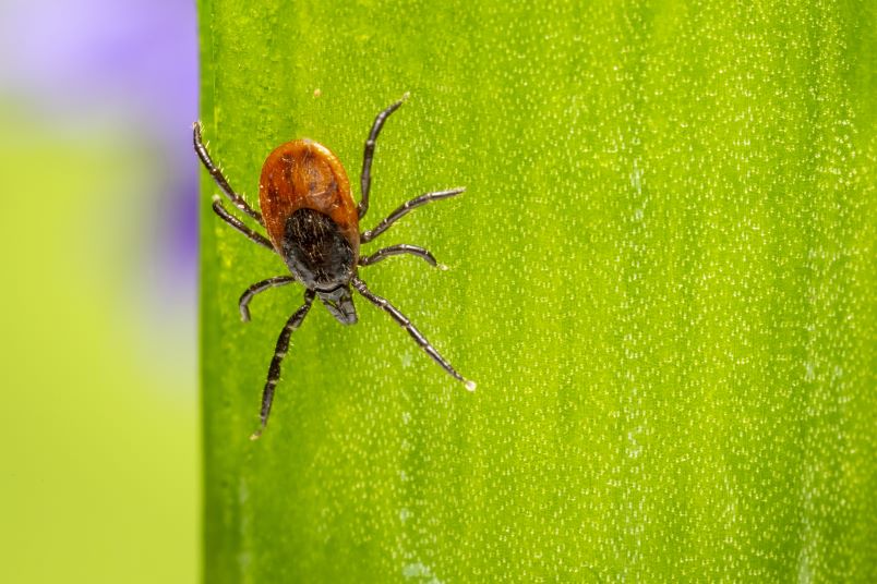 Close up view of a tick outdoors.