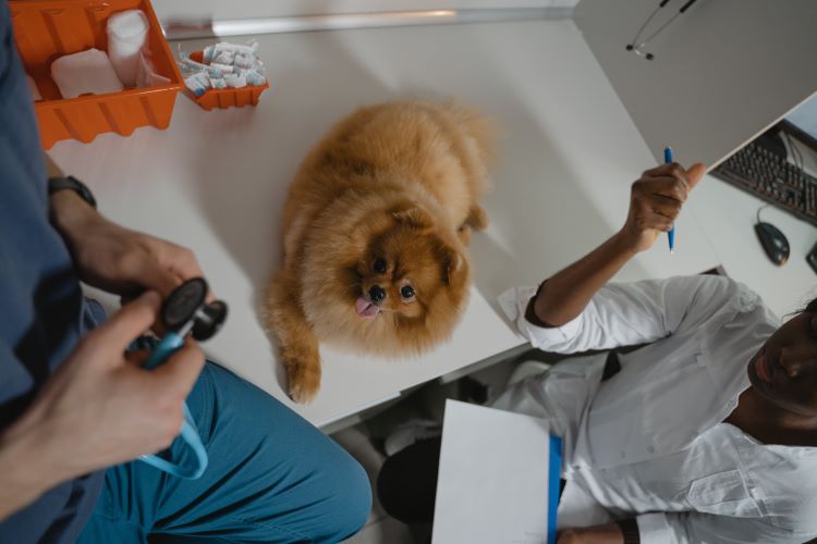 A pomeranian dog on an exam table in a veterinary office with two veterinarians on either side.