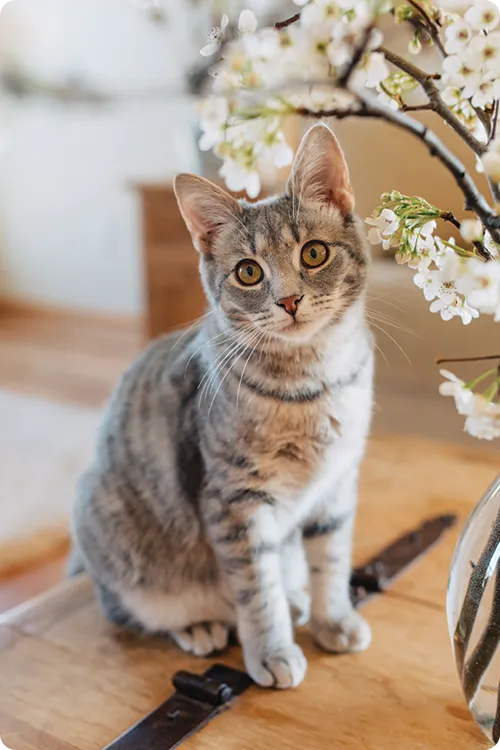 A cat sitting next to some flowers
