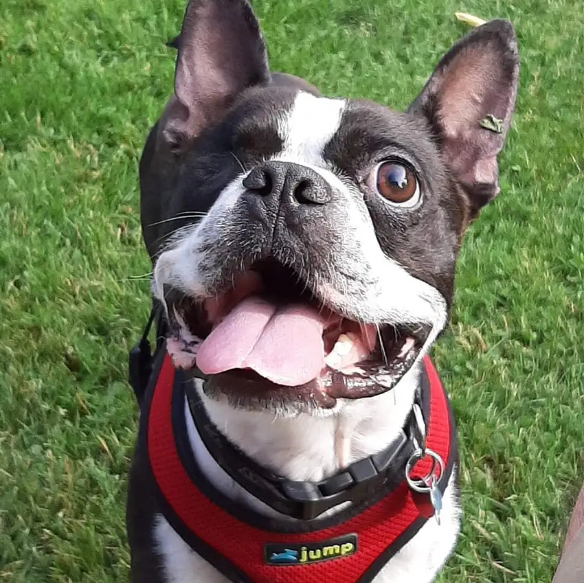 A one-eyed dog with its tongue out
