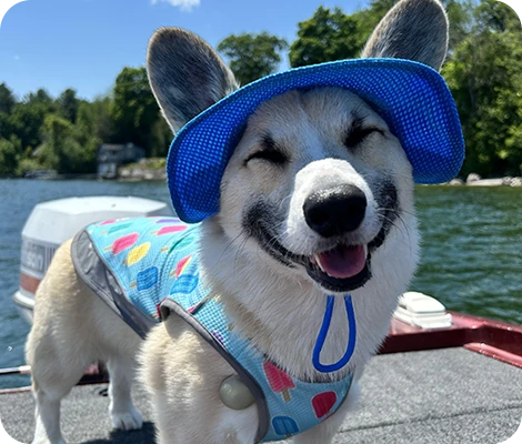 Scooby the dog