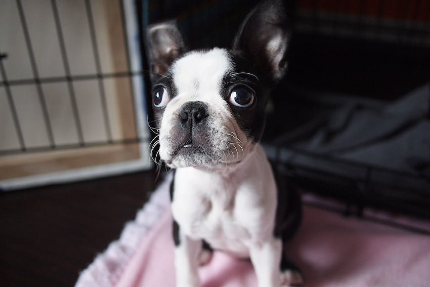 French bulldog puppy in an open dog crate.