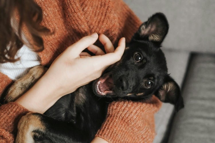 Black puppy resting in owner’s arms