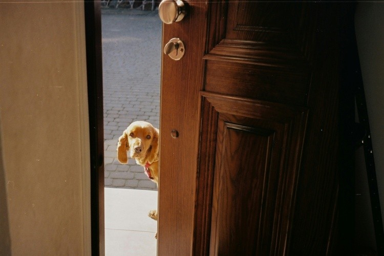 dog peeking through open doorway