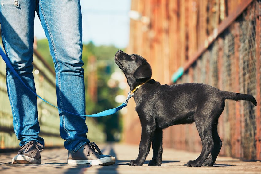 A pet owner practicing leash training for emergency situations with a puppy.