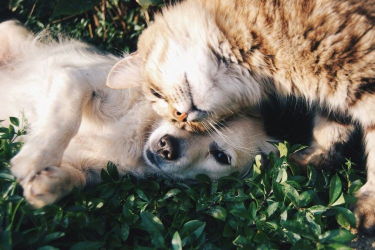 dog and cat cuddling outdoors