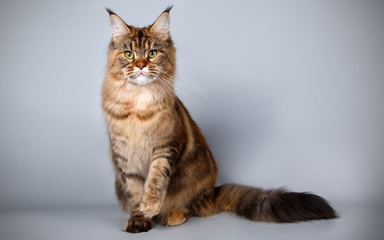 Front view of a Maine Coon