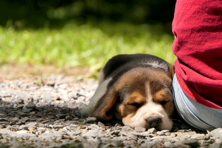 beagle puppy sleeping beside owner