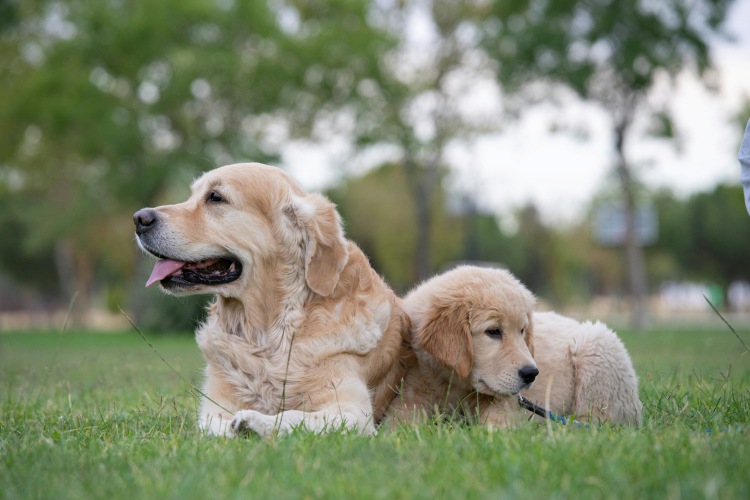 golden retriever resting with puppy in grass