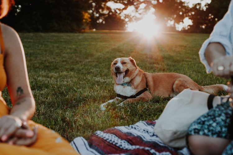 dog relaxing at Memorial Day picnic